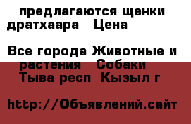 предлагаются щенки дратхаара › Цена ­ 20 000 - Все города Животные и растения » Собаки   . Тыва респ.,Кызыл г.